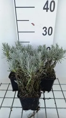 Produktbild von 6 x Lavandula int. 'Grappenhall' - Lavendel - Topf 9 x 9 cm