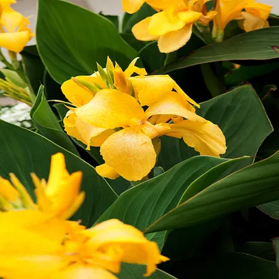 Image de Canna Kanna Paciorecznik Shining Yellow 1 pièce de plants de canna