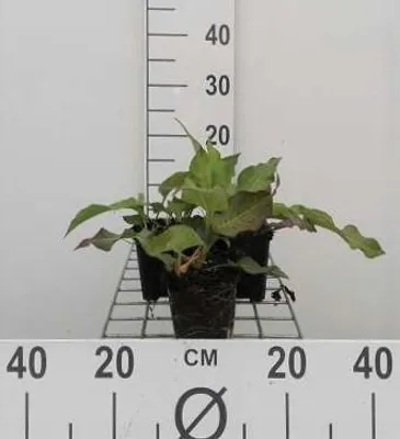Zdjęcie produktu dla 6 x Persicaria ampl. 'Alba' - rdestowiec ostrokończysty - doniczka 9 x 9 cm