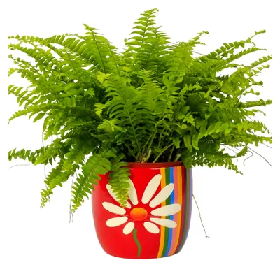 Produktbild von Nephrolepis Schwertfarn | Zimmerpflanze | 25-35 cm (inkl. Topf)