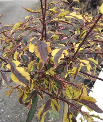 Produktbild von Hochstamm - Wildpflaume Hessei CAC - Prunus cerasifera - Blattschönheit - 80cm Stamm + Krone