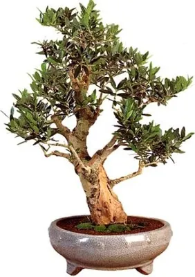 Produktbild von Pflanzensamen, Bonsai - Ölbaum