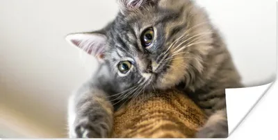 Produktbild von MuchoWow® Poster Katze - Kratzbaum - Grau 40x20 cm - Poster für die Wand - Poster Schlafzimmer