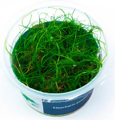 Produktbild von Eleocharis pusilla  In-Vitro Cup algen- und schneckenfrei