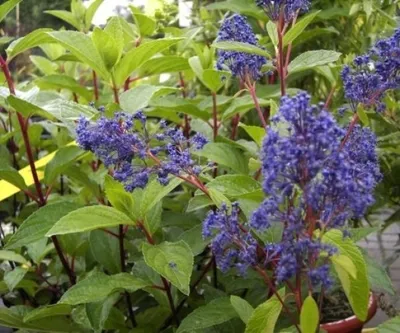 Produktbild von Säckelblume Henri Desfosse - Ceanothus deliliana Henri Desfosse (30-40)