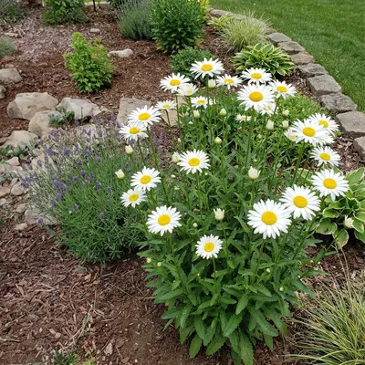 Image de Bloomique - Lot de 3 - Leucanthemum Silberprinzessche - Marguerite - Floraison abondante - Rustique - Vivace - Hauteur 10-20 cm - Pot 9 cm