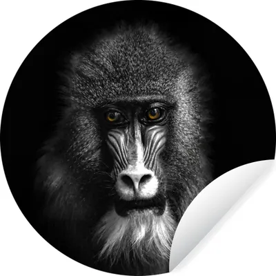 Produktbild von MuchoWow® Runde Wandtattoo - Wandsticker Tapete Aufkleber Affe - Tiere - Augen - Braun - Schwarz und weiß Ø 50 cm Selbstklebend und Repositionierbar - Wandaufkleber - Kreis - Wand Kreis - Wand Bild - Foto Tapete - Selbstklebende - Wohnzimmerdekoration - Wand Dekoration - Kinderzimmer