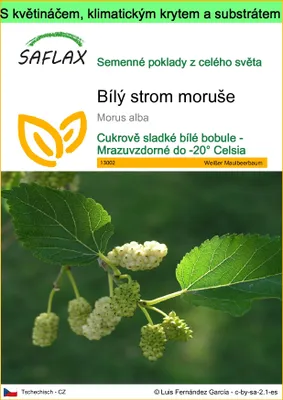 Obrázek produktu pro SAFLAX Garden to go - Bílý strom moruše - Morus alba - 200 Semena - S květináčem, klimatickou poklicí a pěstebním substrátem
