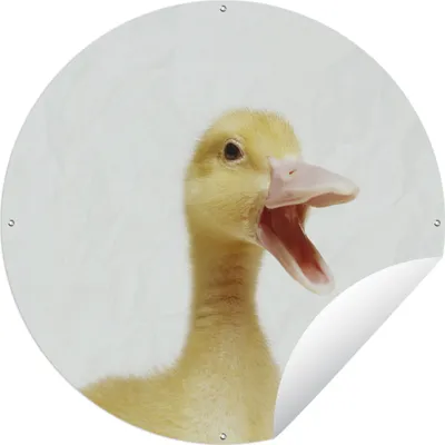 Produktbild von MuchoWow®