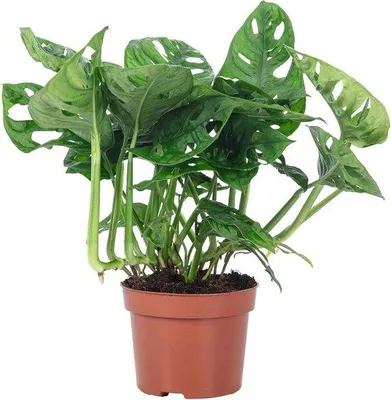 Immagine prodotto di Pianta da appartamento che cresce da sola – Venstera Monkey, altezza 25 cm, vaso da 12 cm