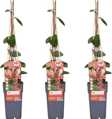 Zdjęcie produktu dla Wiciokrzew lesny - Lonicera periclymenum ‘Belgica’ - 3 sztuki - Ø15cm x Ø65cm