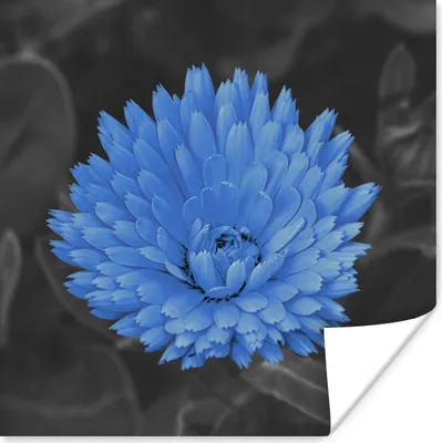 Produktbild von MuchoWow® Poster Blumen - Schwarz - Weiß - Blau 50x50 cm - Wohnzimmerdekoration