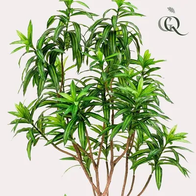 Zdjęcie produktu dla Sztuczna roślina Dracaena (drzewo smocze) 190 cm do salonu lub biura – roślina doniczkowa
