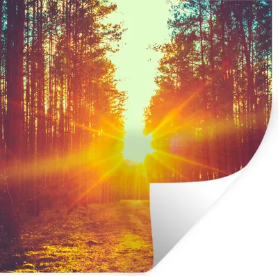 Produktbild von MuchoWow® Wandtattoo Wandsticker Wandaufkleber Sonnenuntergang - Bäume - Wald - Natur 100x100 cm Selbstklebend und Repositionierbar - Wierderverwendbar - Selbstklebend