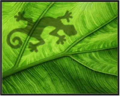 Produktbild von Wallario Wandbild Gecko Schatten auf grünem Blatt - Umriss, Größe: 40,30 x 50,30 cm, Poster mit schwarzem Aluminiumrahmen