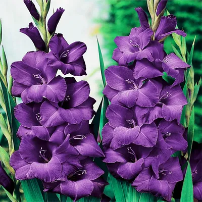 Obrázok produktu pre Gladiolus Purple Gladiolus 10 ks cibule gladiolus