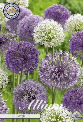Artikelbild 2 von 'Zierlauch Small Flowering Mix (5 Stück)'