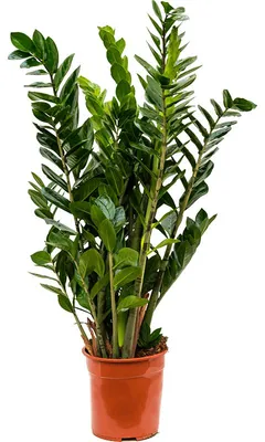 Obrázok produktu pre Nieuwkoop Europe BV Zamioculcas zamiifolia, priemer 24 cm