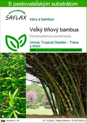 Obrázok produktu pre SAFLAX - Veľký tŕňový bambus - Dendrocalamus arundinacea - 50 Semená - S pestovateľským substrátom bez klíčkov