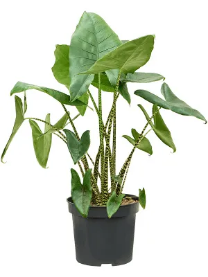 Obrázok produktu pre Gardners Alocasia Zebrina, priemer 32 cm
