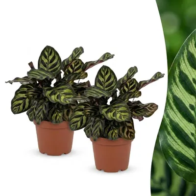 Produktbild von Green boutiQ - Calathea Makoyana - Pfauenpflanze - 2 Pflanzen - Topf 12cm - Höhe 25cm