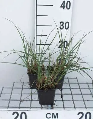 Produktbild von 6 x Miscanthus sin. 'Kleine Silberspinne' - Chinaschilf - Topf 9 x 9 cm