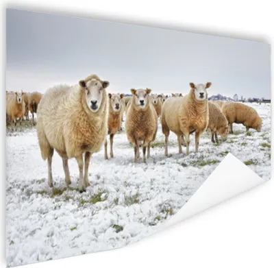 Produktbild von MuchoWow® Poster Schafe - Wolle - Schnee 120x80 cm - Bilder