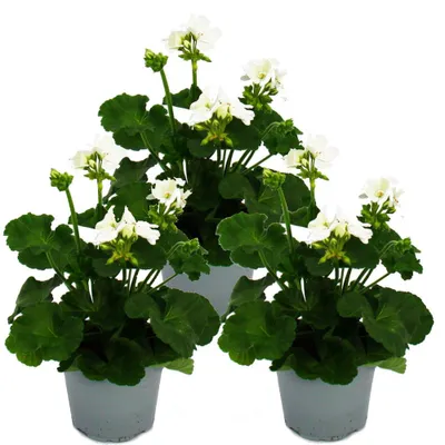 Obrázok produktu pre Pelargónia vzpriamená - Pelargonium zonale - 12cm kvetiná? - sada 3 rastlín - biela