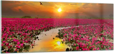 Produktbild von Bilder auf glas - See Blumen - 100x40cm - Glasbilder - Wandbilder - Bilder - Kunstdruck - zum Aufhängen bereit - Wanddekoration aus Glas - Glas Bilder - Wandbild auf Glas - Einteilig - GAB100x40-3769