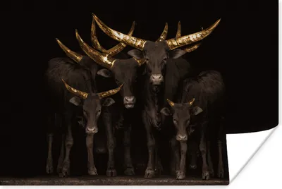 Produktbild von MuchoWow® Poster Kühe - Hörner - Gold 120x80 cm - Bilder