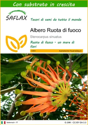 Immagine prodotto di SAFLAX  - Albero Ruota di fuoco - 20 semi - Con substrato - Stenocarpus