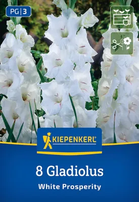 Produktbild von Kiepenkerl Großblumige Gladiole White Prosperity Gladiolus x hybrida 8 Pflanzen