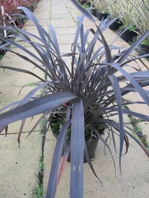 Produktbild von Phormium tenax Platts Black - Neuseelandflachs Platts Black