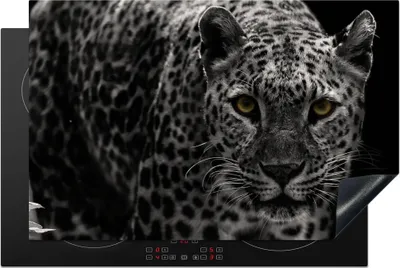 Produktbild von KitchenYeah© Herdabdeckplatte Schwarz-Weiß-Foto eines farbigen Leoparden , 81x52cm, Küche Deko, Glaskeramikkochfeld Herdabdeckung, Abdeckplatte fùr Kochfeld