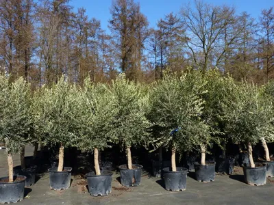 Produktbild von 6x Olivenbaum Olive "20 Jahre" 180 - 220 cm, beste Qualität, Stammumfang 20 - 30 cm, winterhart, Olea Europaea