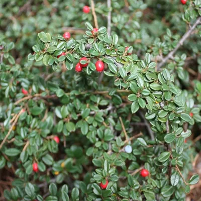 Immagine prodotto di 2 x  Cotoneaster  - Cotoneaster suecicus 'Skogholm'  | 40-60 cm in vaso