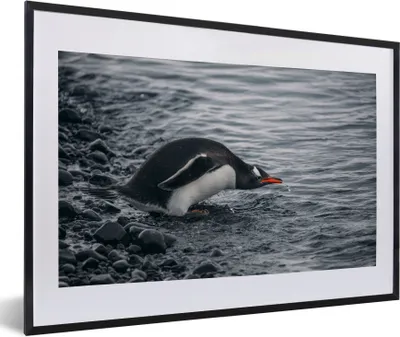 Produktbild von MuchoWow® MuchoWow® Gerahmtes Poster Pinguin - Tier - Wasser - Getränk 60x40 cm - Poster mit zchwarzem Bilderrahmen - Schlafzimmer - Plakat in Rahmen - Drucken