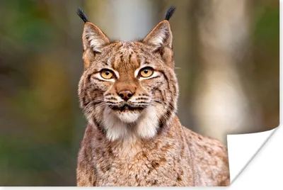 Produktbild von MuchoWow® Poster Ein Luchs schaut direkt in die Kamera 90x60 cm - Schlafzimmer