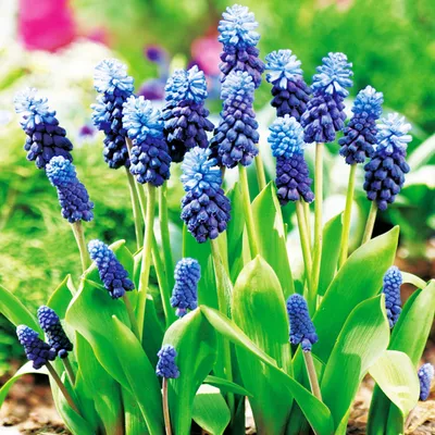 Zdjęcie produktu dla Muscari - Szafirek Latifolium 10 szt. Szafirki Cebulki Cebule Szafirków