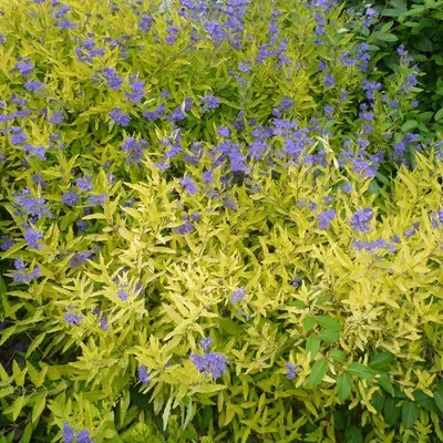 Productafbeelding van 2 x Caryopteris clandonensis 'Worcester Gold' (Bartblume) | 30-40 cm, in pot