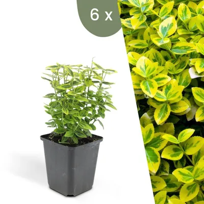 Produktbild von Plants by Frank | 6 Gelbe Spindelstrauch Pflanzen | Euonymus Fortunei 'Emerald 'n Gold' | Bodendecker | Winterhart | Mehrjährig |Gartenpflanzen