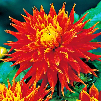 Obrázek produktu pro Dahlia Strzępiasta Show N Tell 1 ks Dahlia sazenice sazenice velké hlízy