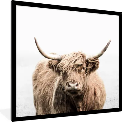 Produktbild von MuchoWow® MuchoWow® Gerahmtes Poster Porträt Schottisches Hochlandrind - Tiere 40x40 cm - Poster mit zchwarzem Bilderrahmen - Mit Rahmen - Wanddekoration Schlafzimmer