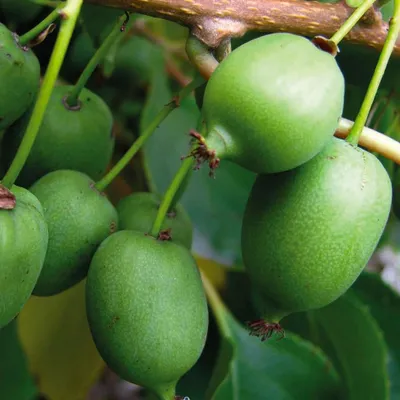 Zdjęcie produktu dla Aktinidia Kokuwa ostrolistna obupłciowa 1L
