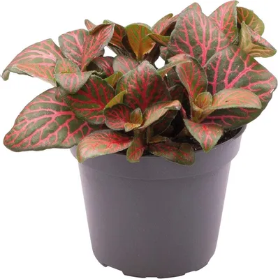 Productafbeelding van Aquafleur Fittonia Joly Josan | In 5 cm pot