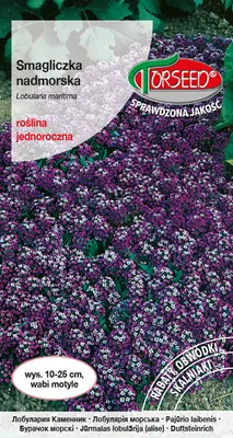 Produktbild von Samen von Seaside violet 1g - Torseed
