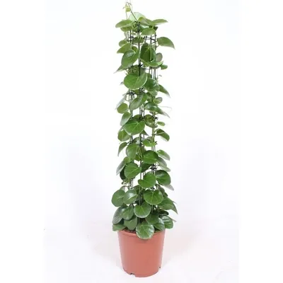 Obrázek produktu pro Gardners Cissus rotundifolia, průměr 24 cm
