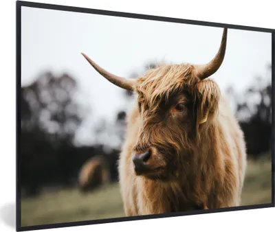 Produktbild von MuchoWow® MuchoWow® Gerahmtes Poster Schottisches Hochlandrind - Tiere - Hörner 30x20 cm - Poster mit zchwarzem Bilderrahmen - Kunstdruck - Bild-Poster