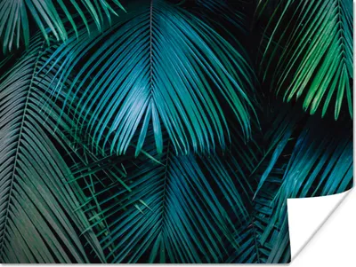 Produktbild von MuchoWow® Poster Palmenblatt - Tropisch - Natur - Dschungel 120x90 cm - Wandbild