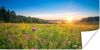Produktbild von MuchoWow® Poster Sonne - Gras - Blumen 120x60 cm - Bild